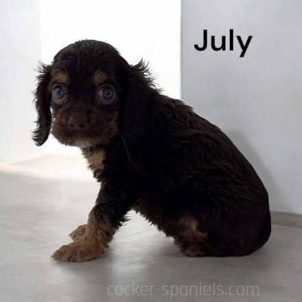 puppy, for, sale, Cocker Spaniel, Joe & Cherri  Overlease, dog, breeder, Miller, MO, dog-breeder, puppy-for-sale, forsale, nearby, find, puppyfind, locator, puppylocator, aca